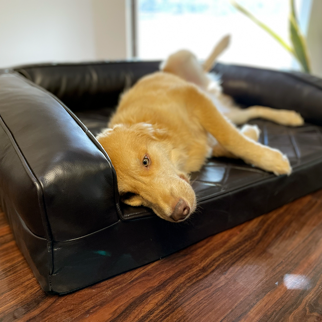 Grand Supreme Leather Dog Bed