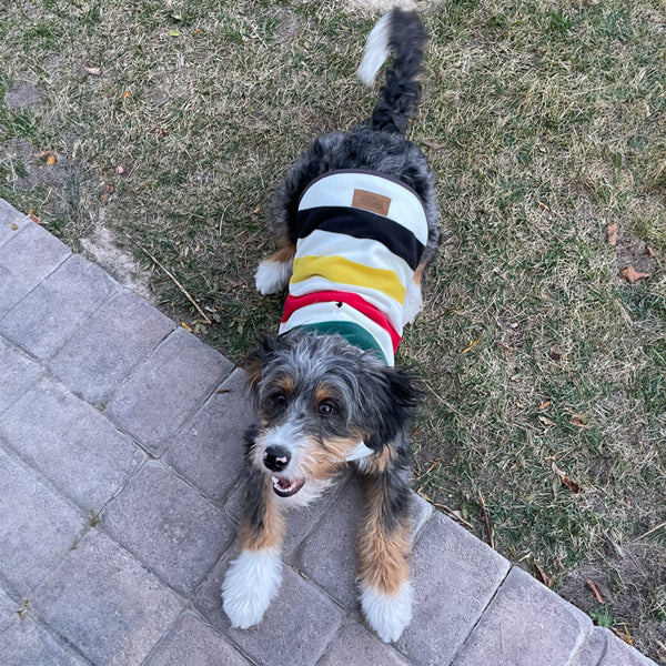 Glacier National Park Fitted Fleece Dog Vest