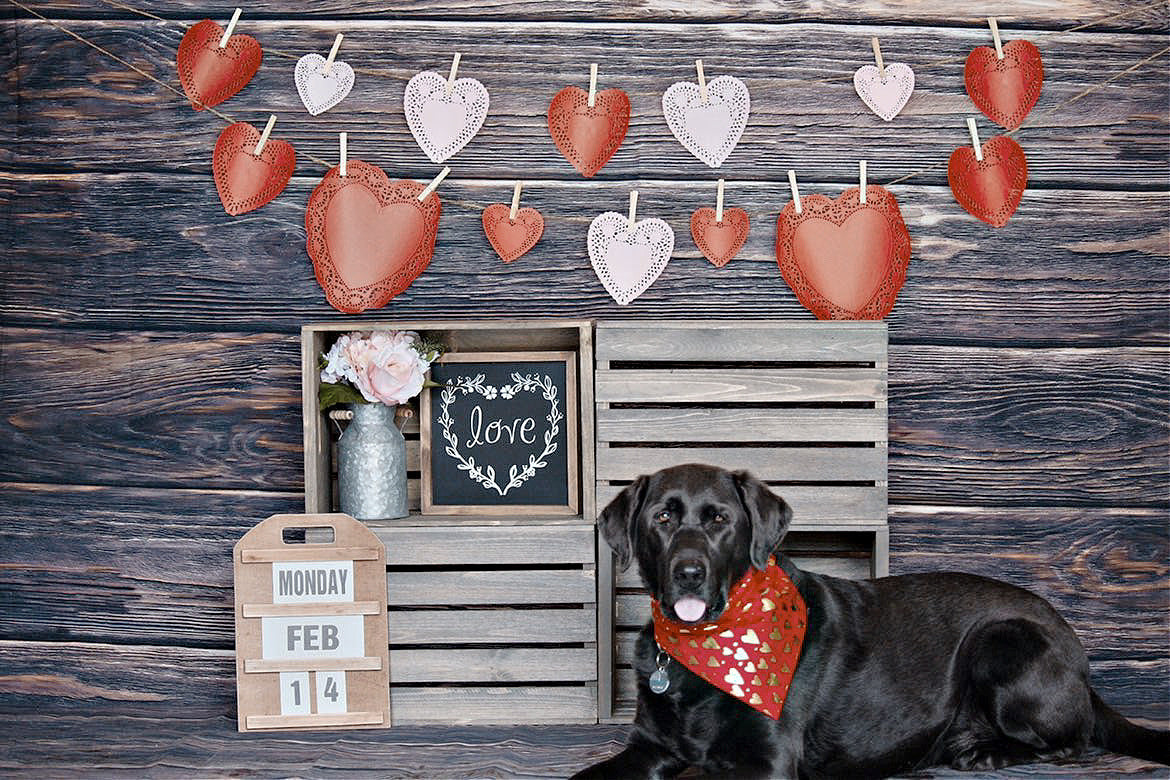 Gold Foil Hearts Valentines Day Bandana HT Animal Supply