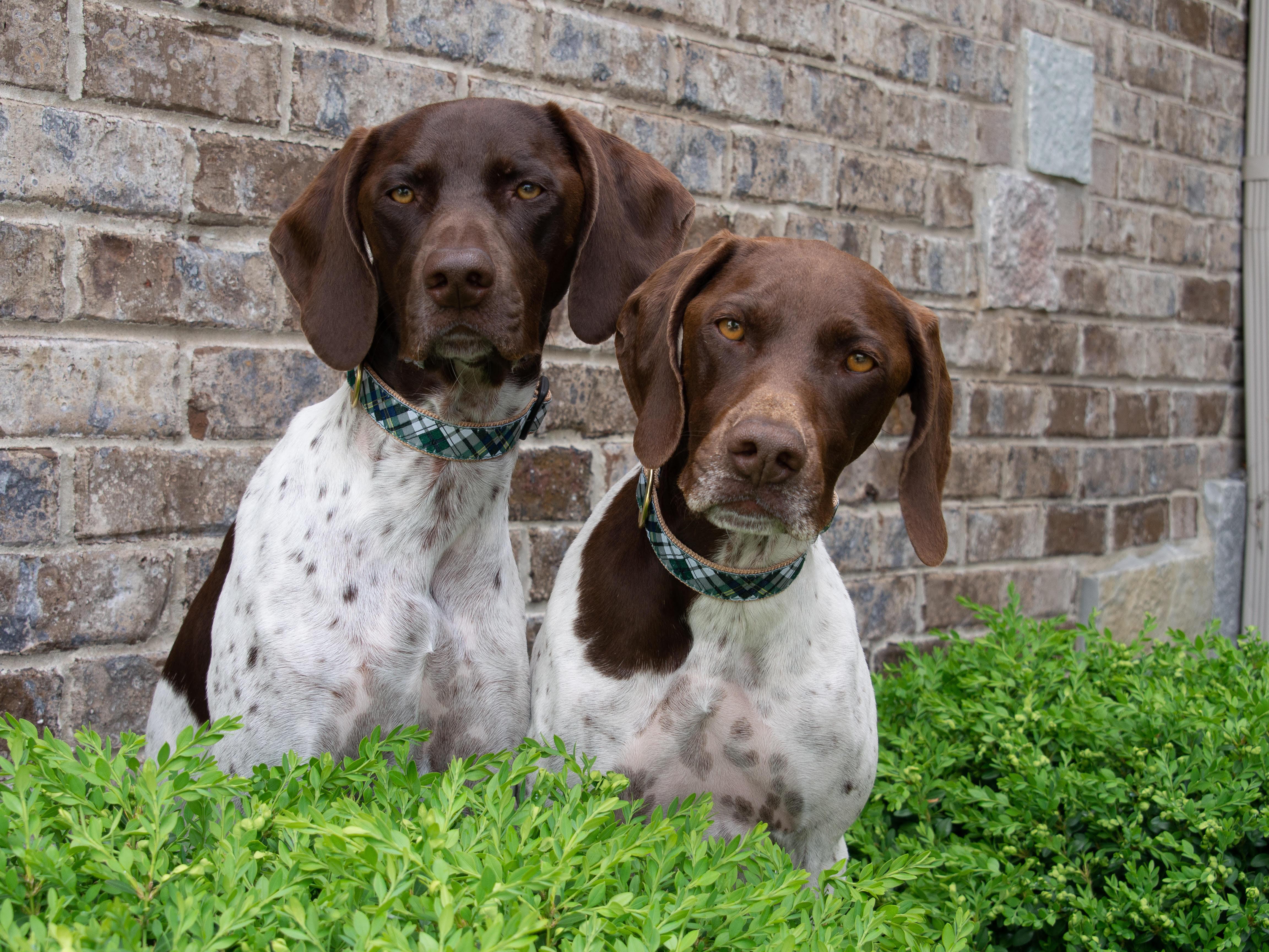 Gordon Plaid Dog Collar