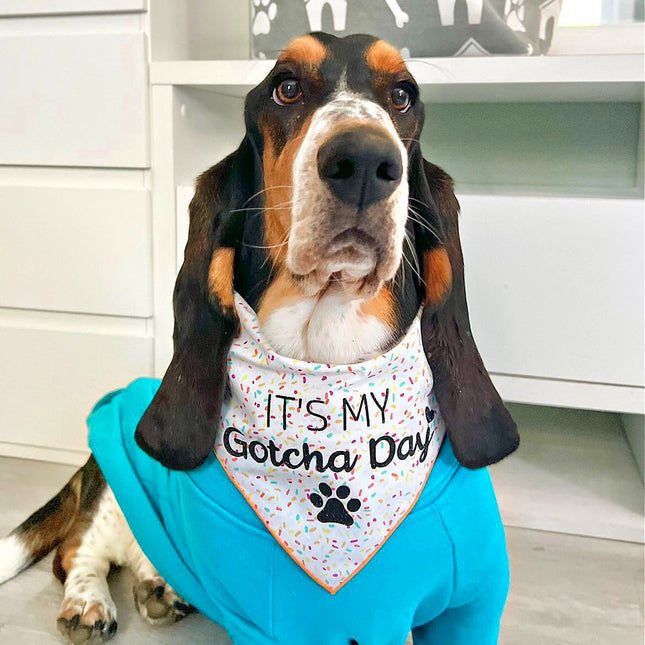 Gotcha Day Dog Birthday Bandana