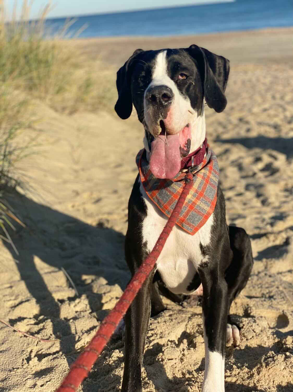 Grey Plaid Luxe Flannel Dog Bandana