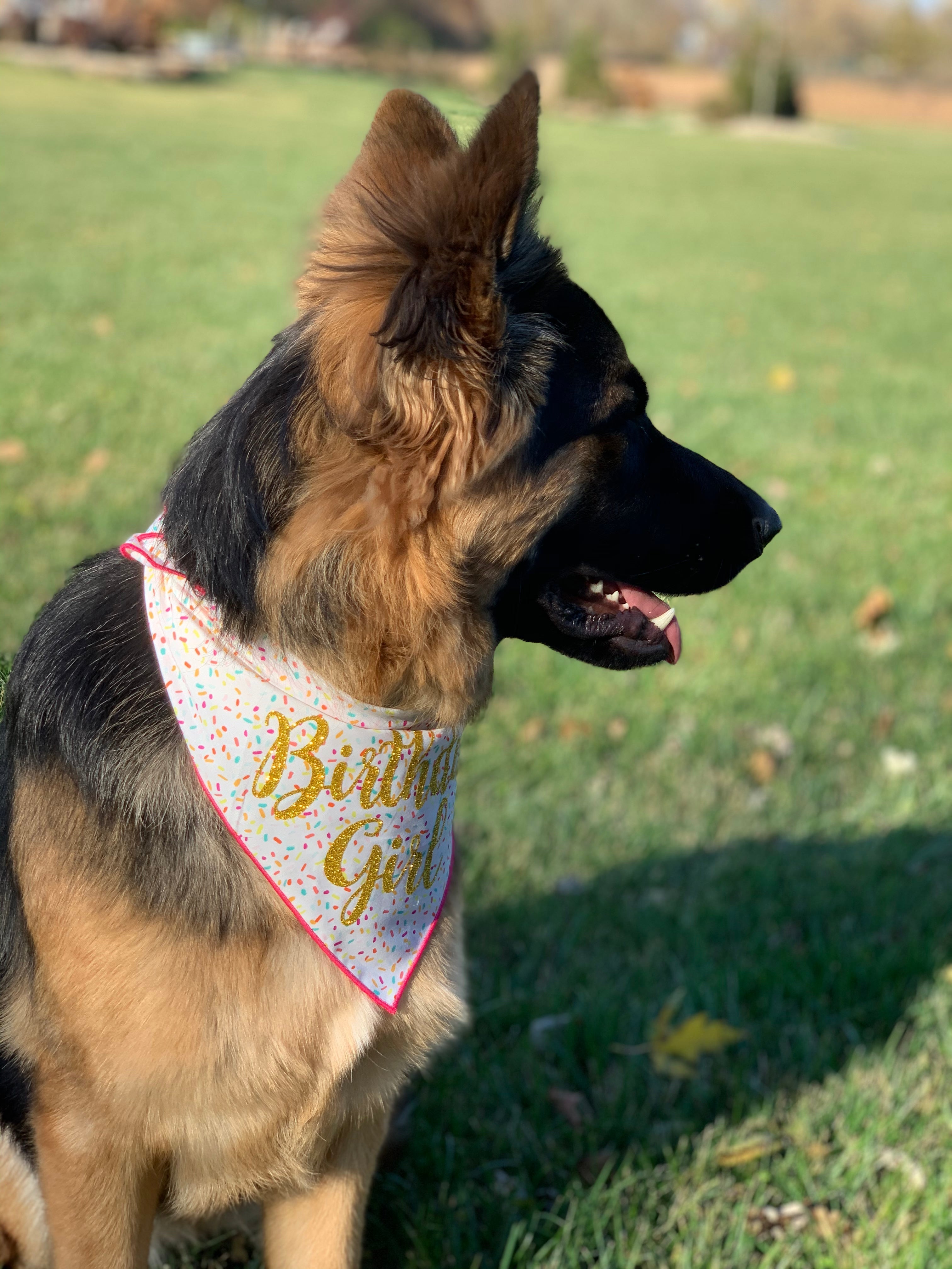 Happy Birthday Boy or Girl Tie Dog Bandana