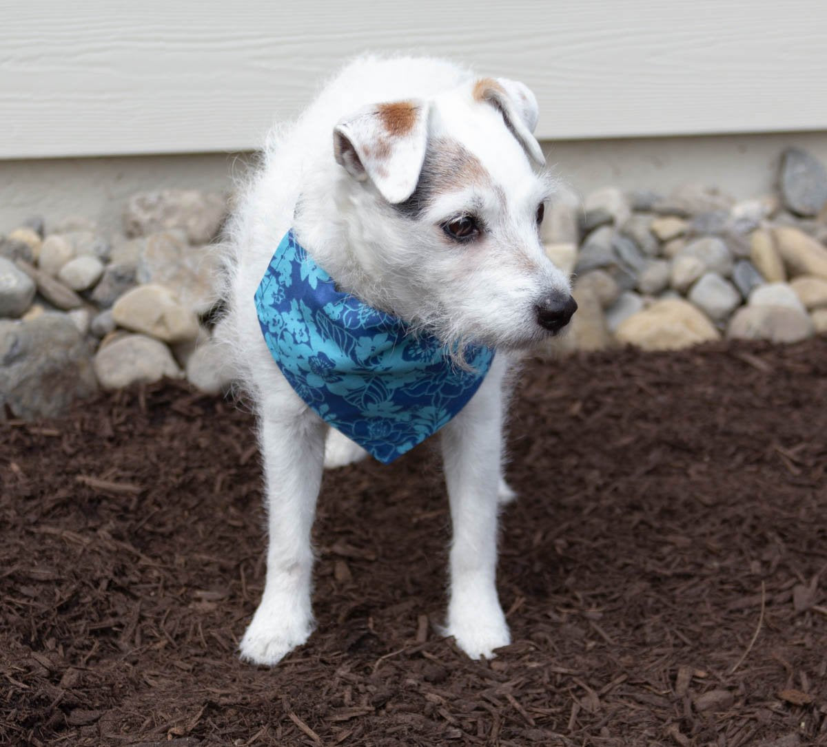 Hawaiian Hibiscus - Dog Bandana