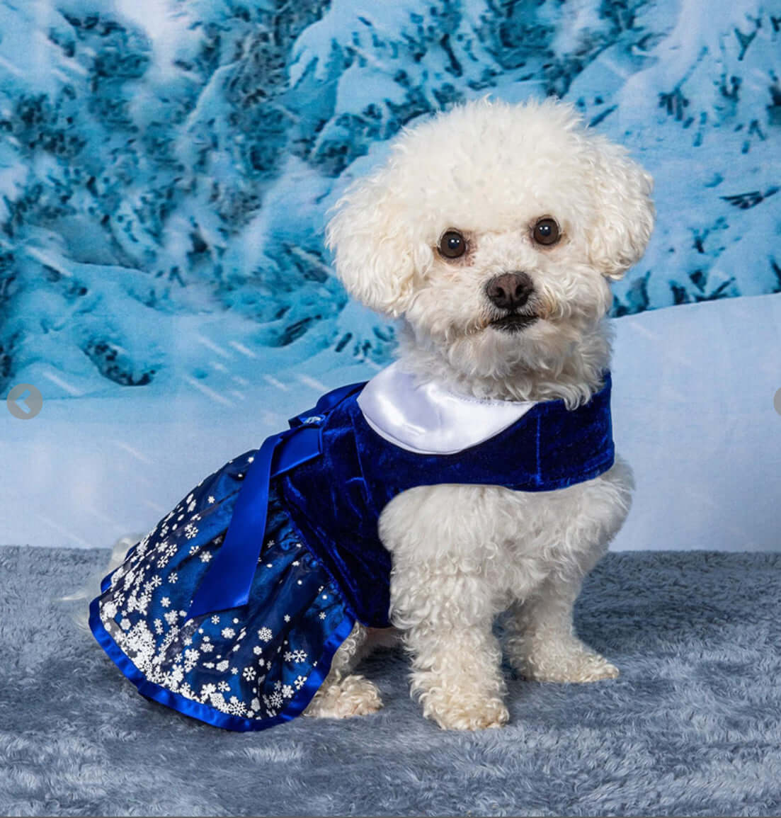 Holiday Dog Harness Dress - Snowflakes