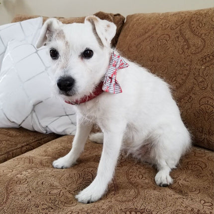 Honey Bee Dog Bow Tie