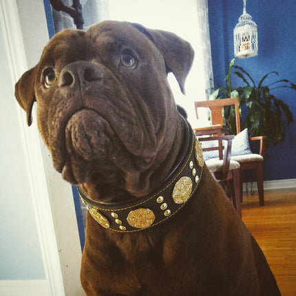 The "Maximus" collar 2.5 inch wide brown & gold