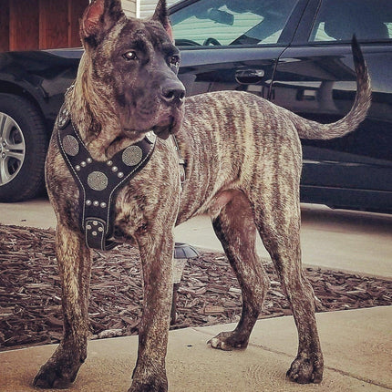 The "Maximus" silver harness