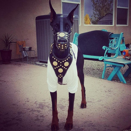 ''Maximus'' Basket Muzzle Black & Gold