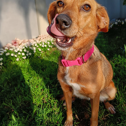 Custom Embroidered Dog Collar