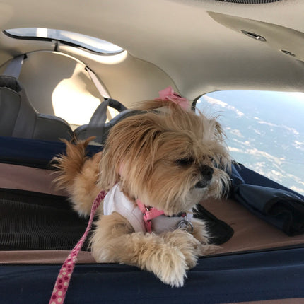 Co-Pilot Airplane (white) - Dog Tank