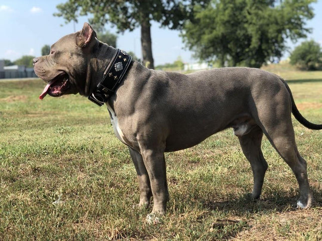 "Aztec" black dog collar