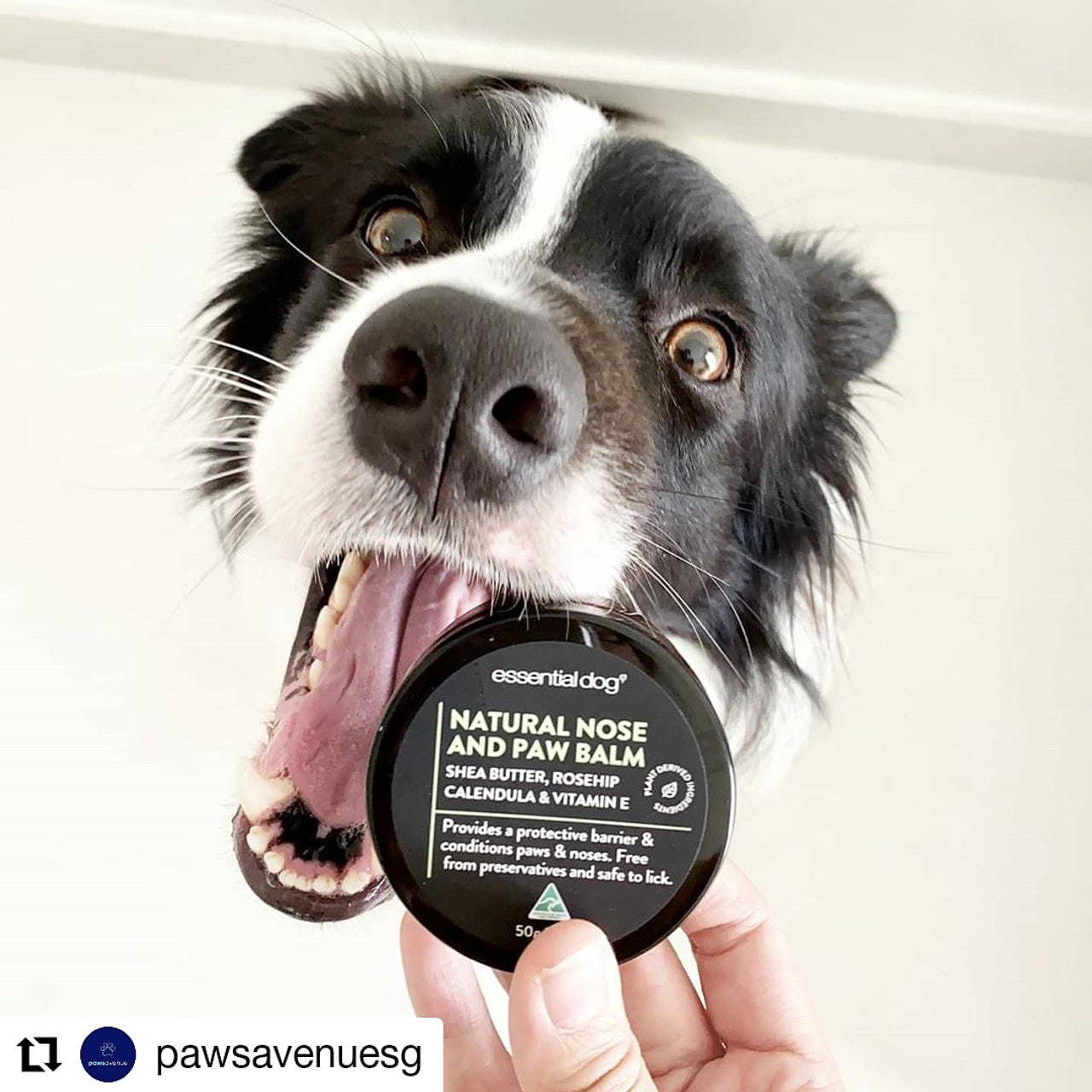 Essential Dog Organic Nose and Paw Balm