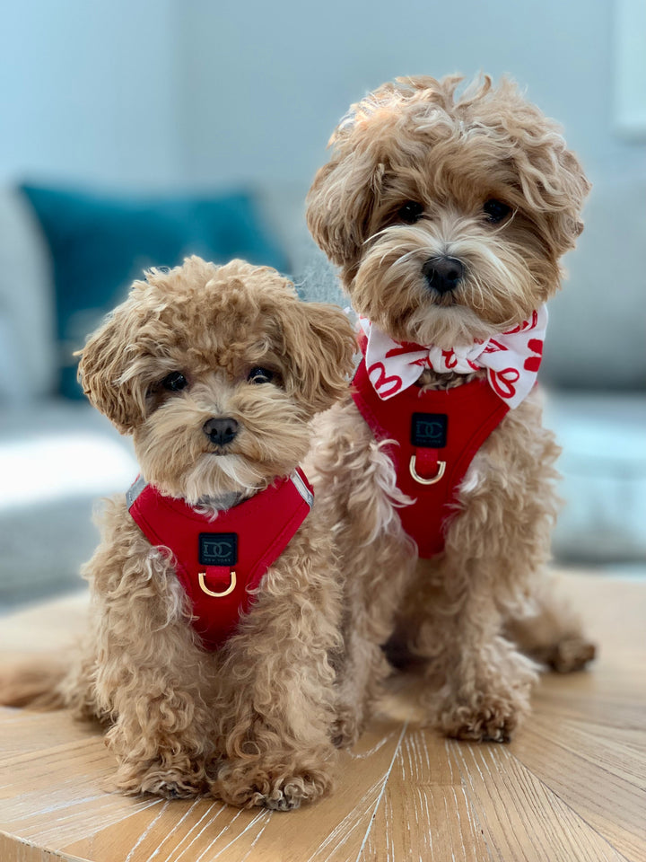 Luxe Step-In Harness - Red Doodle Couture™