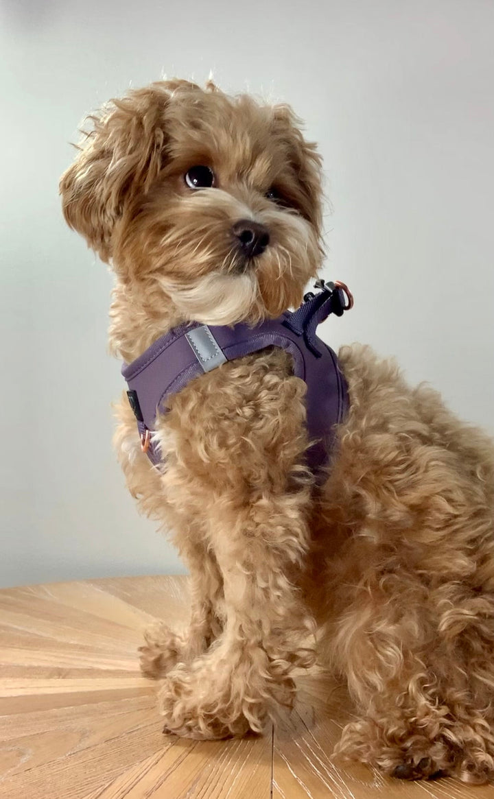 Luxe Step-In Harness - Purple Doodle Couture™