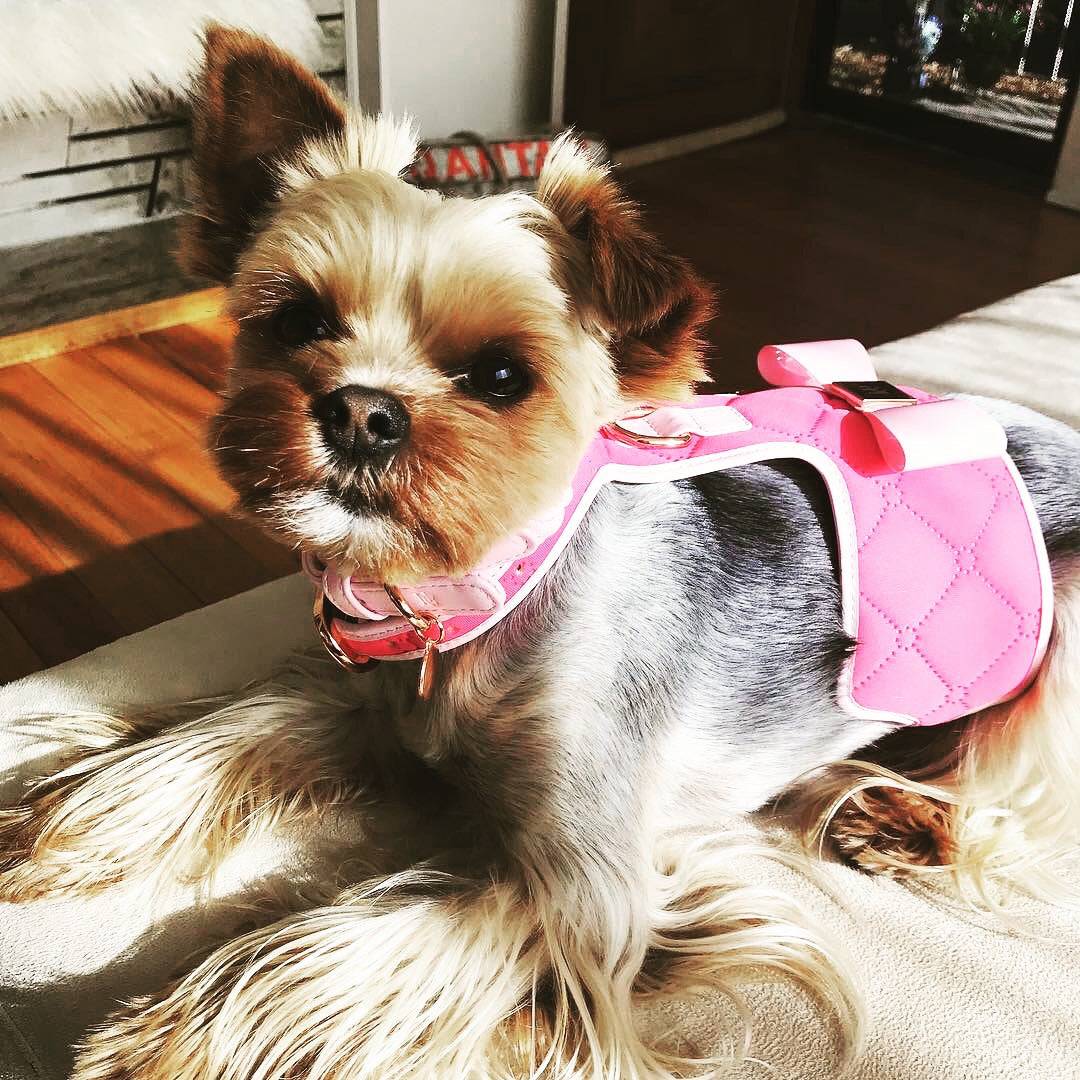 The Fuchsia Dog Harness