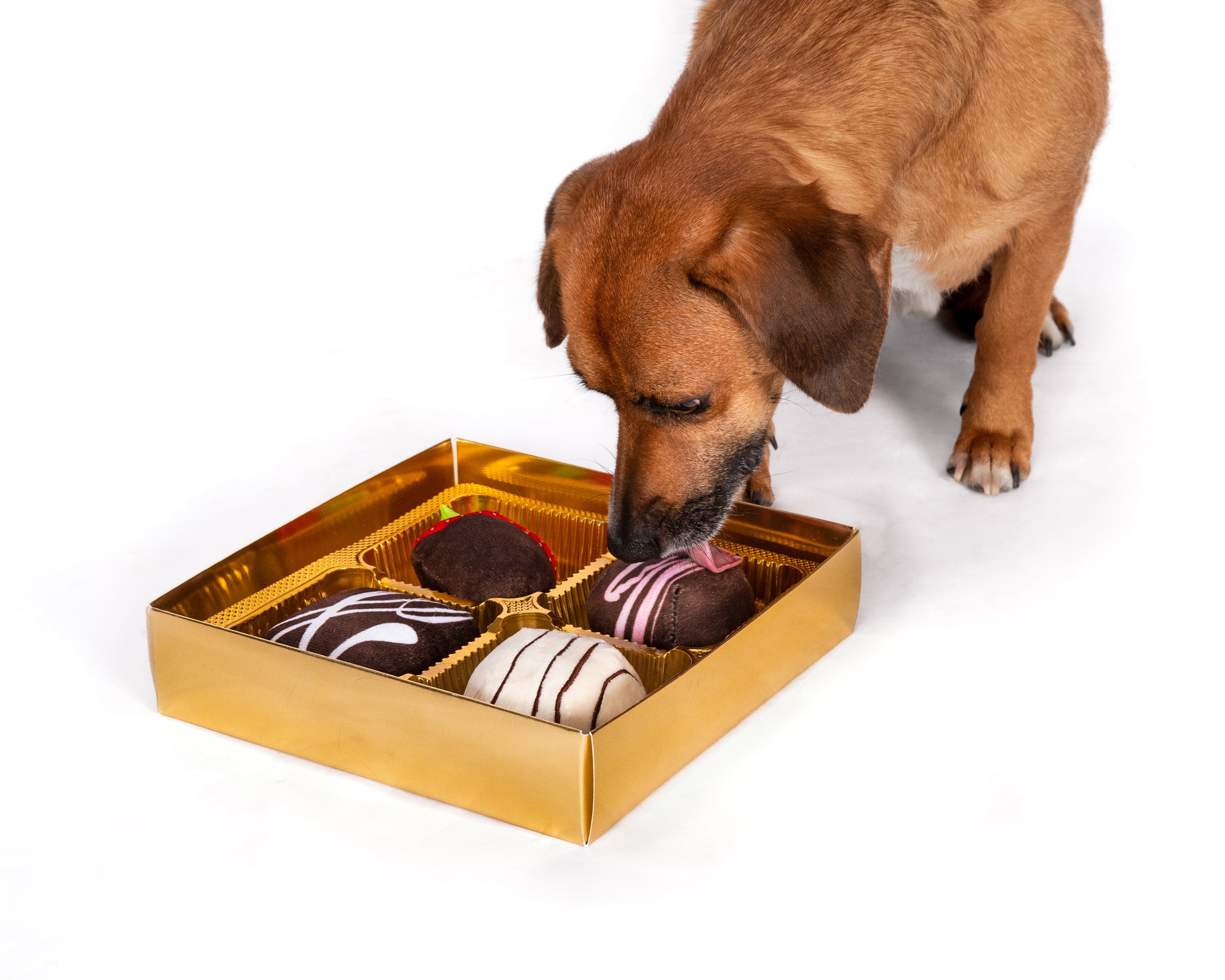 Dogiva Box of Chocolates