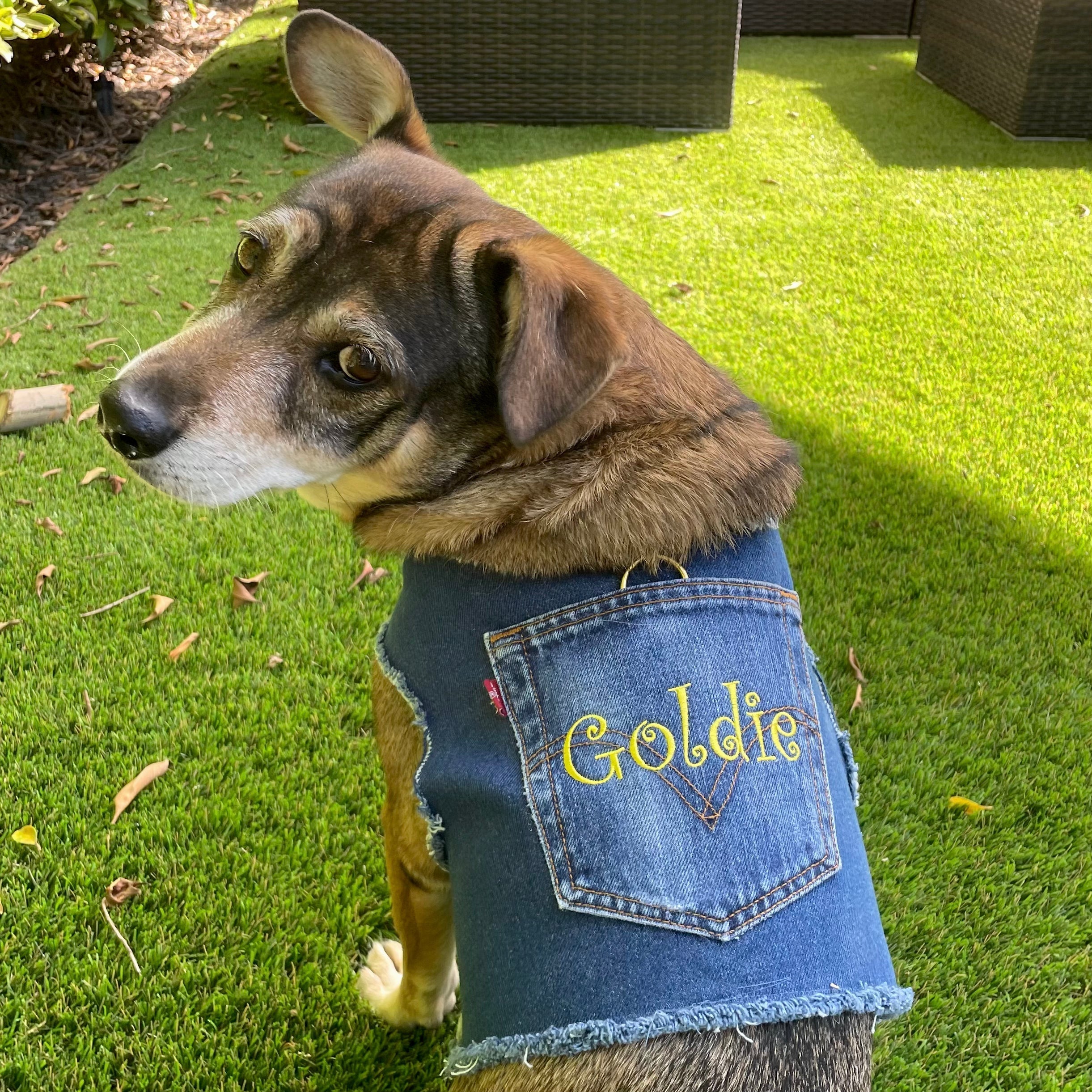 Personalized Denim Harness