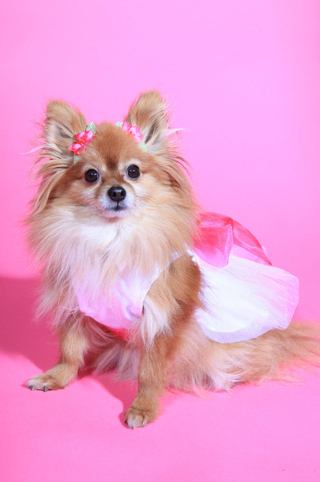 The Madeleine Dog Harness Dress with Hot Pink Sash