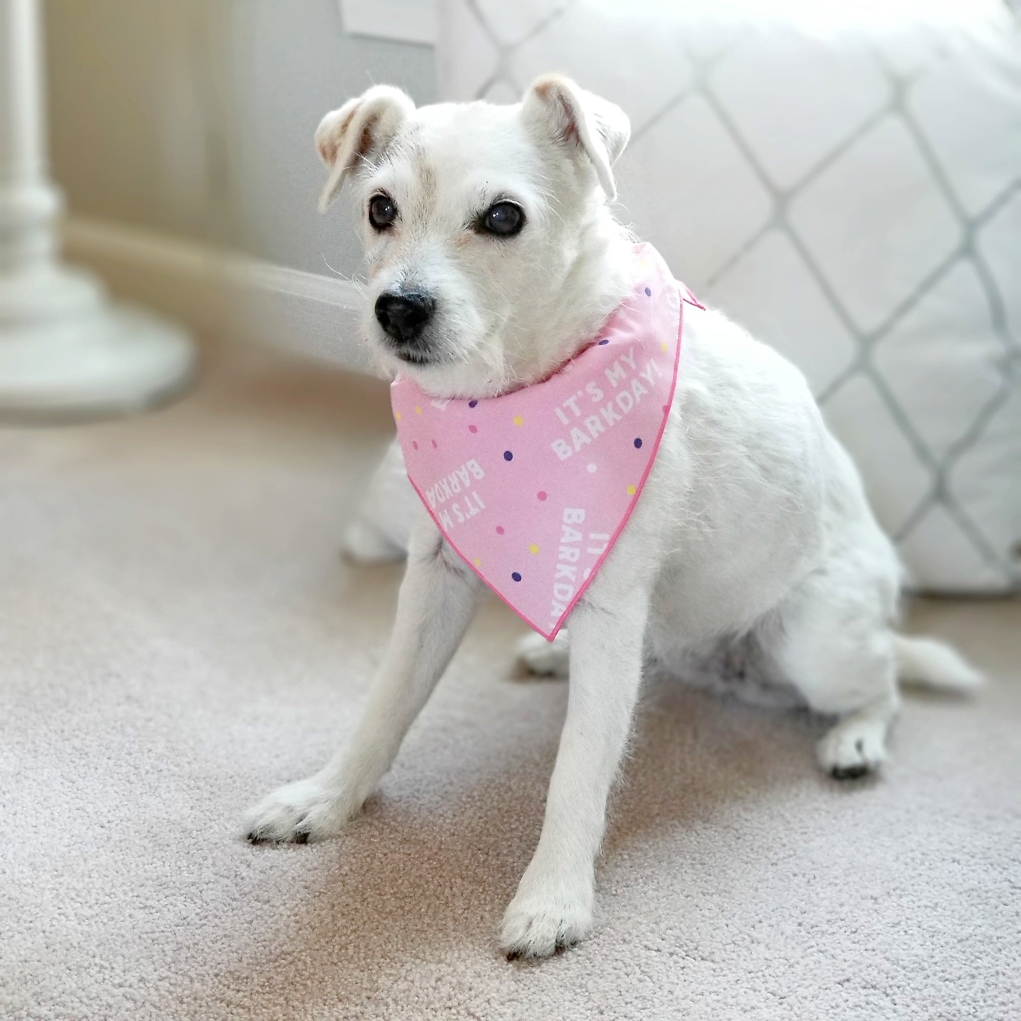 It's My Barkday Bandana