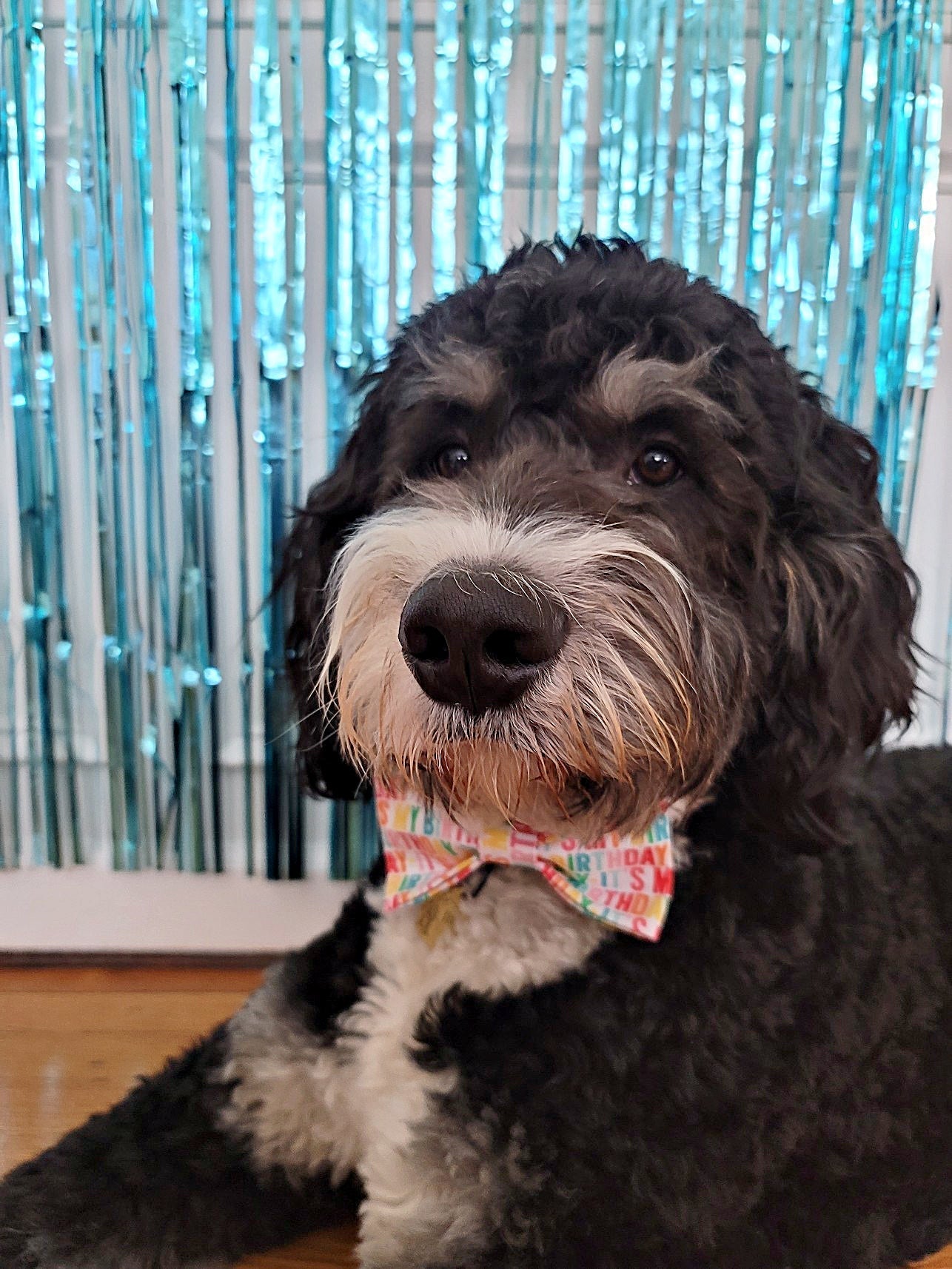 It's My Birthday Dog Bow Tie