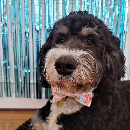 It's My Birthday Dog Bow Tie