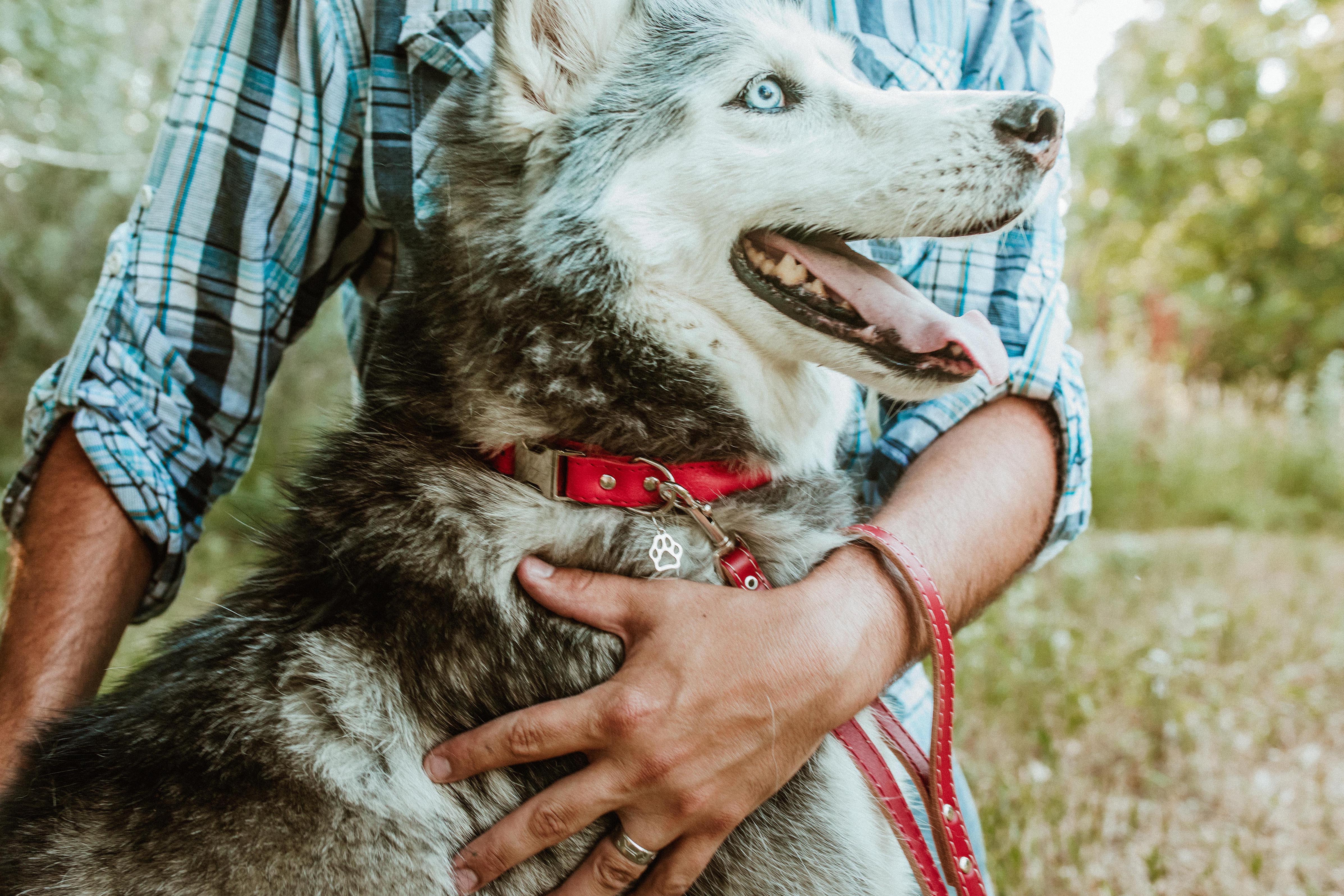 Rolled Leather Quick-Release Dog Collar