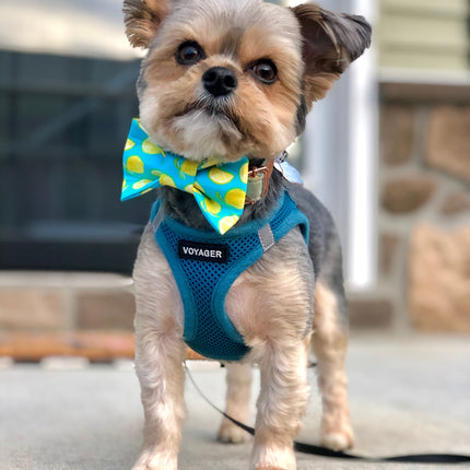 Lemon Bow Tie