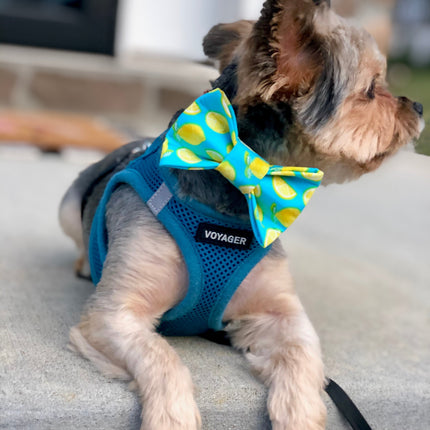 Lemon Bow Tie