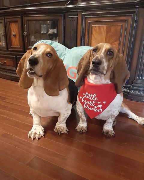 Little Heart Breaker Red Dog Bandana