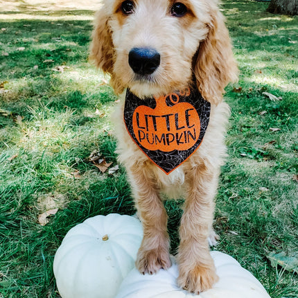 Little Pumpkin Web Halloween Dog Bandana