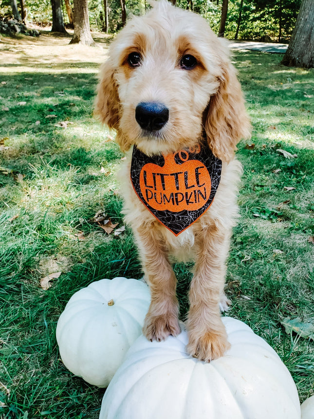 Little Pumpkin Web Halloween Dog Bandana