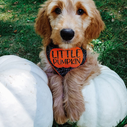 Little Pumpkin Web Halloween Dog Bandana