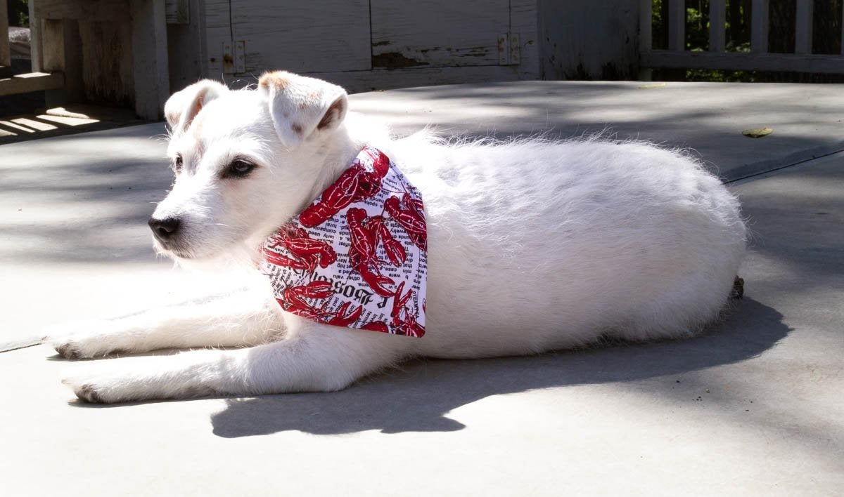 Lobster Fest! Dog Bandana