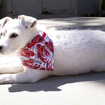 Lobster Fest! Dog Bandana