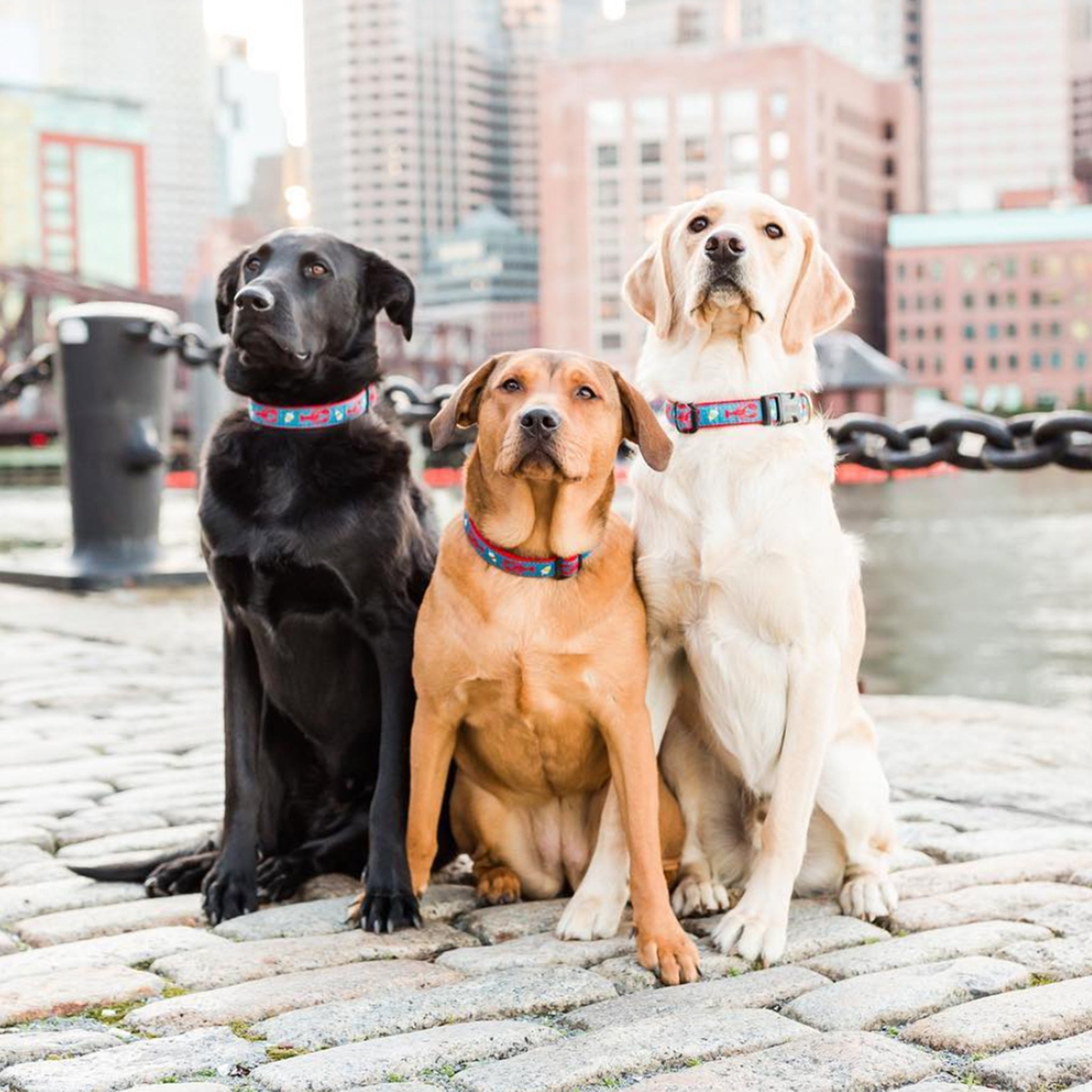 Lobster and Buoy Dog Collar