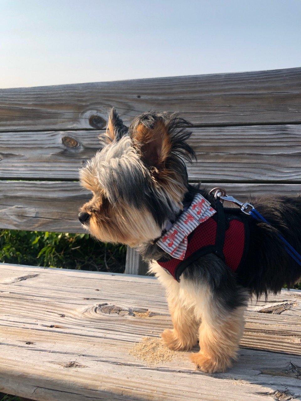 Maine Lobster Dog Bow Tie