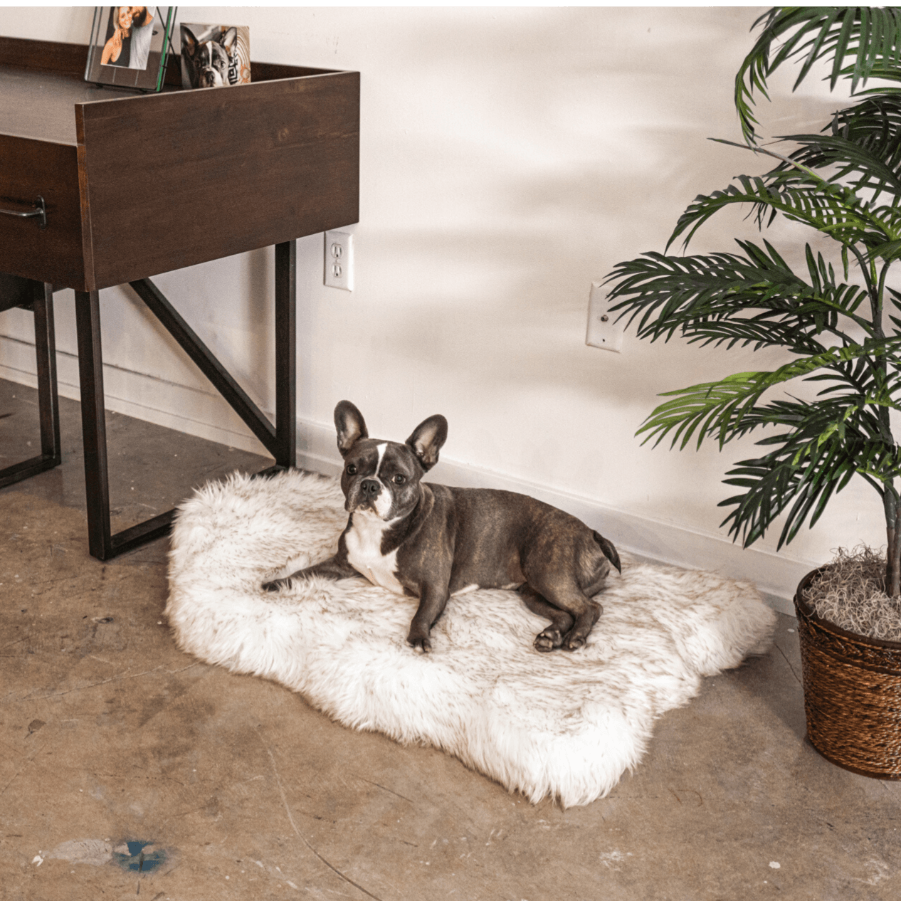 PupRug by Faux Fur Orthopedic Dog Bed - Curve White with Brown Accents