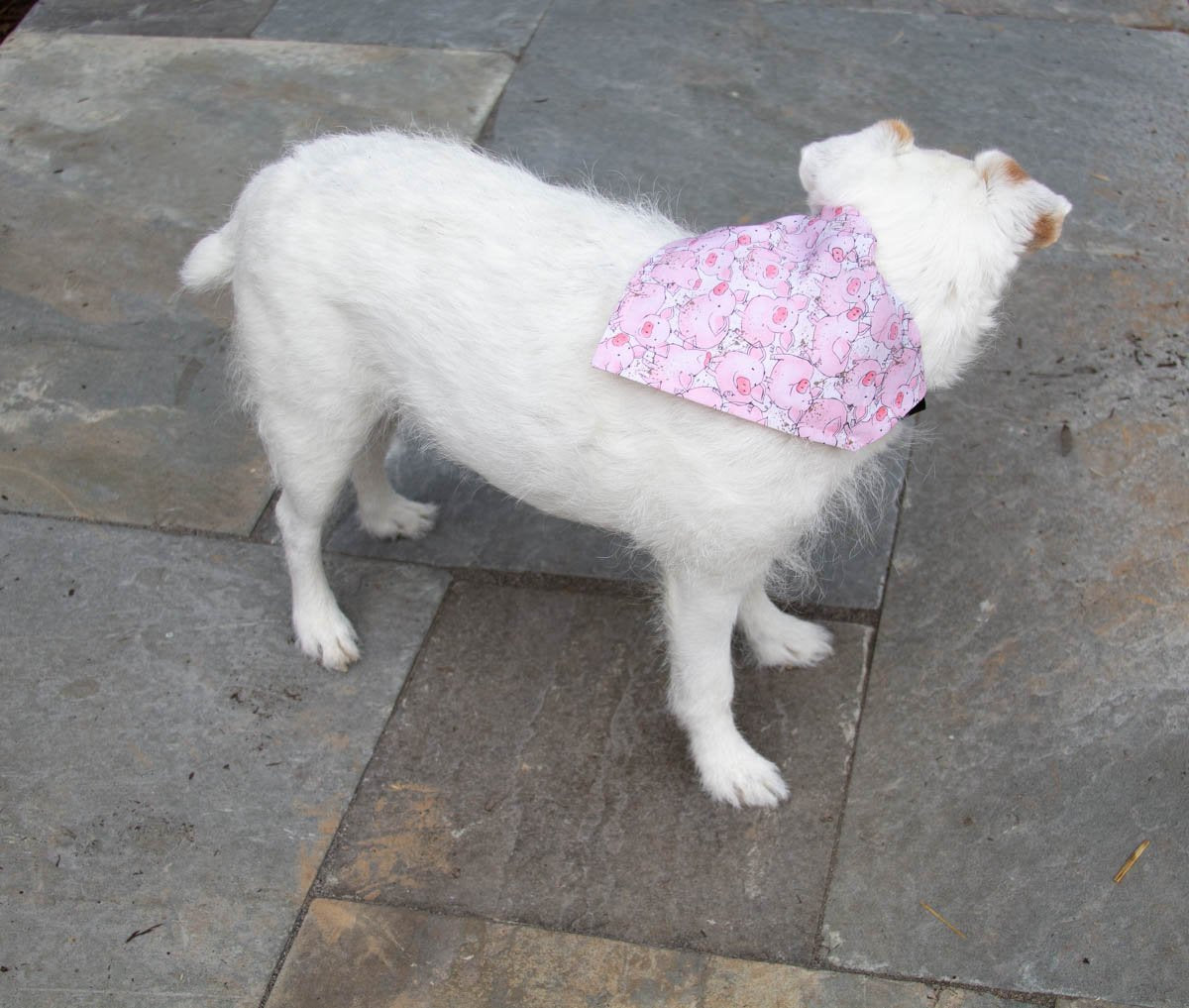 Miss Piggy - Dog Bandana