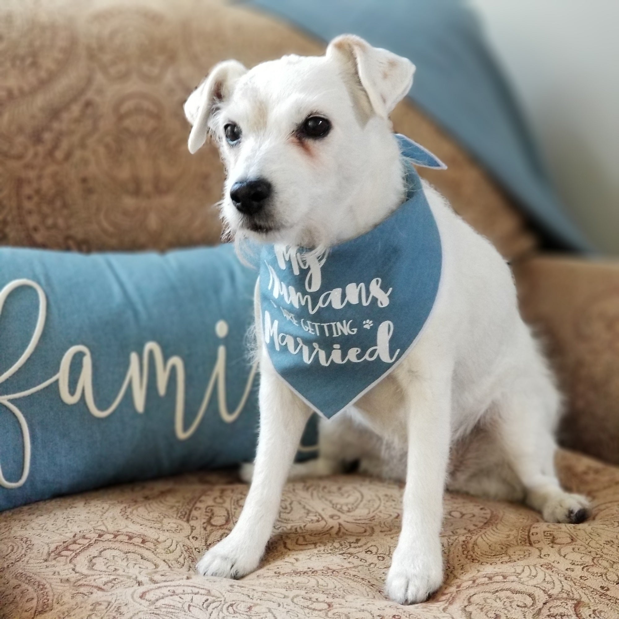 My Humans are Getting Married Denim Dog Bandana