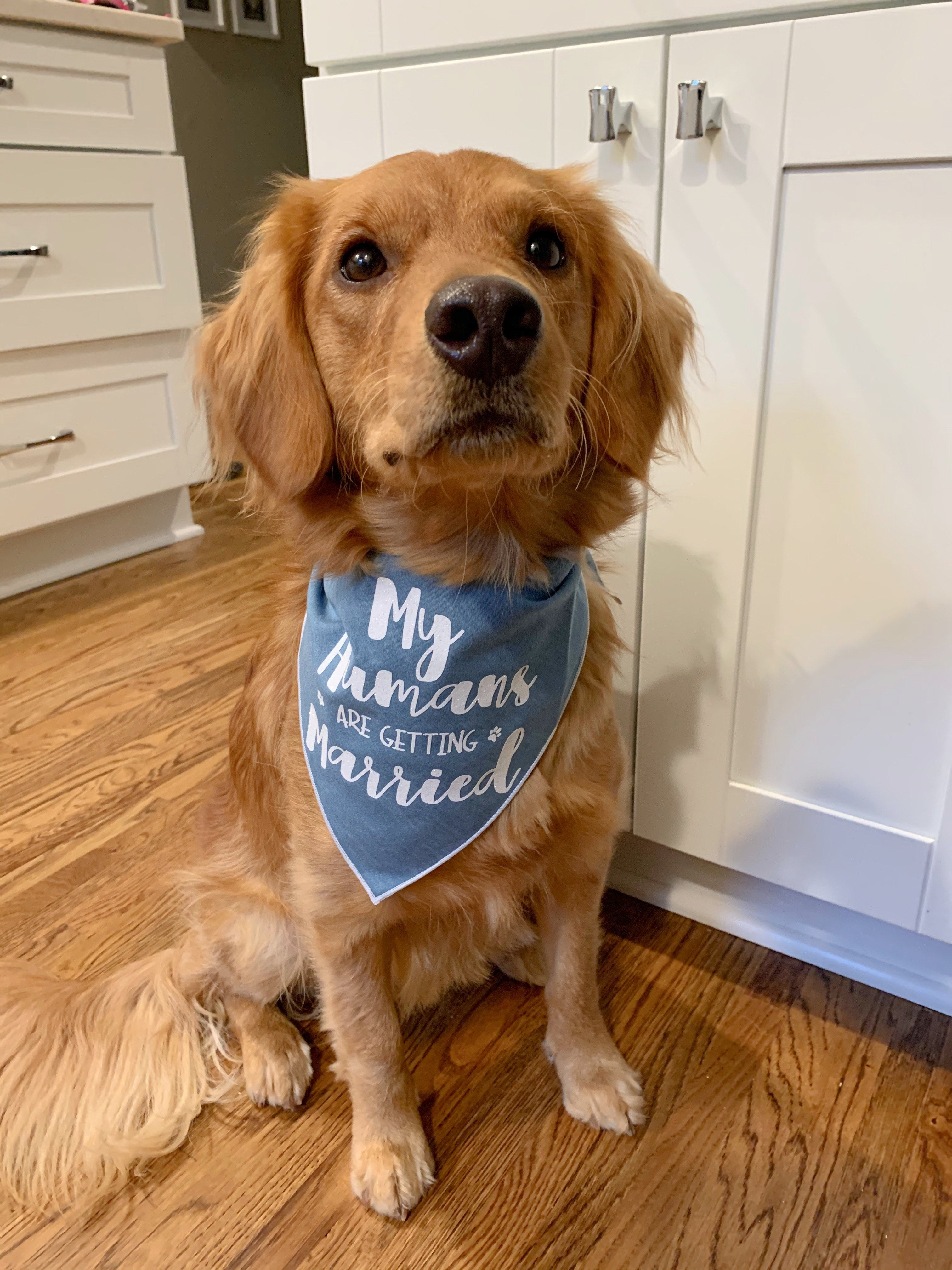 My Humans are Getting Married Denim Dog Bandana