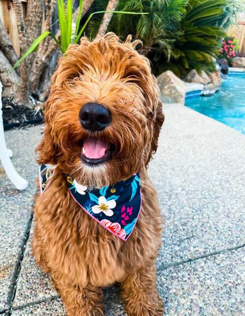 Navy Flower Dog Bandana