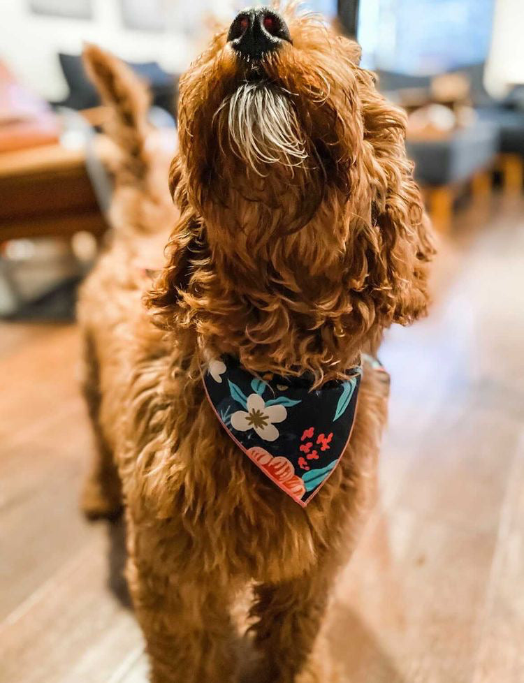 Navy Flower Dog Bandana