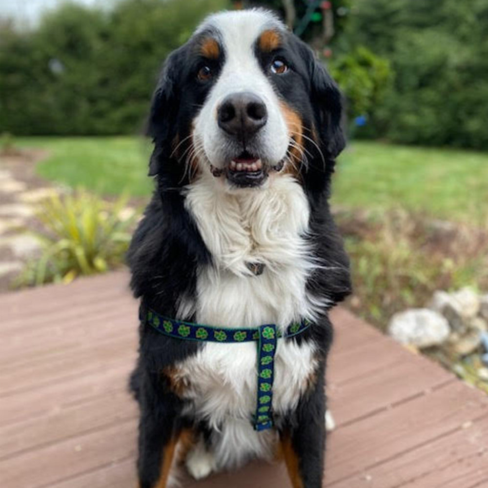 Navy Shamrock Dog Harness St. Patrick's Day