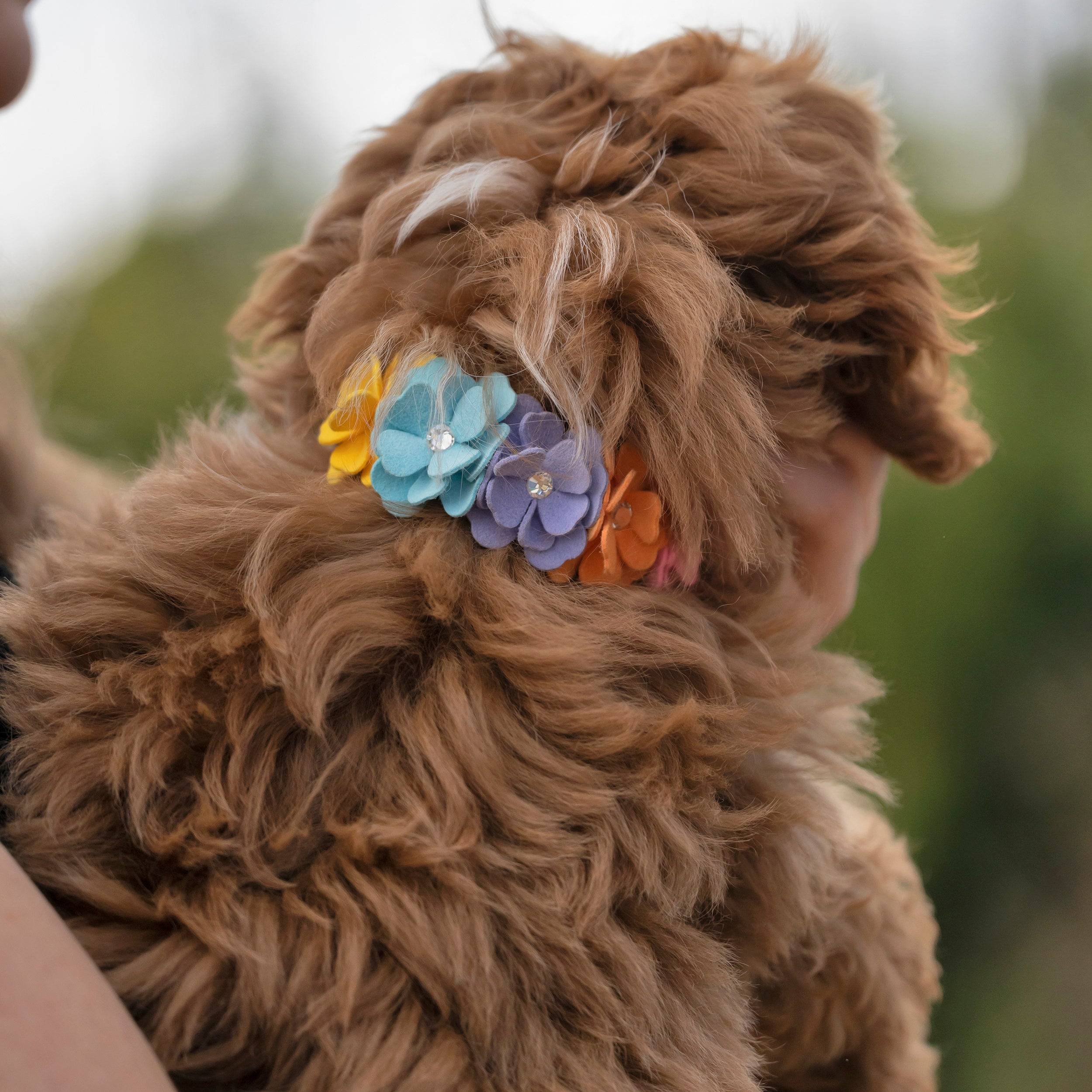 Rainbow Tinkie's Garden Flower Collar