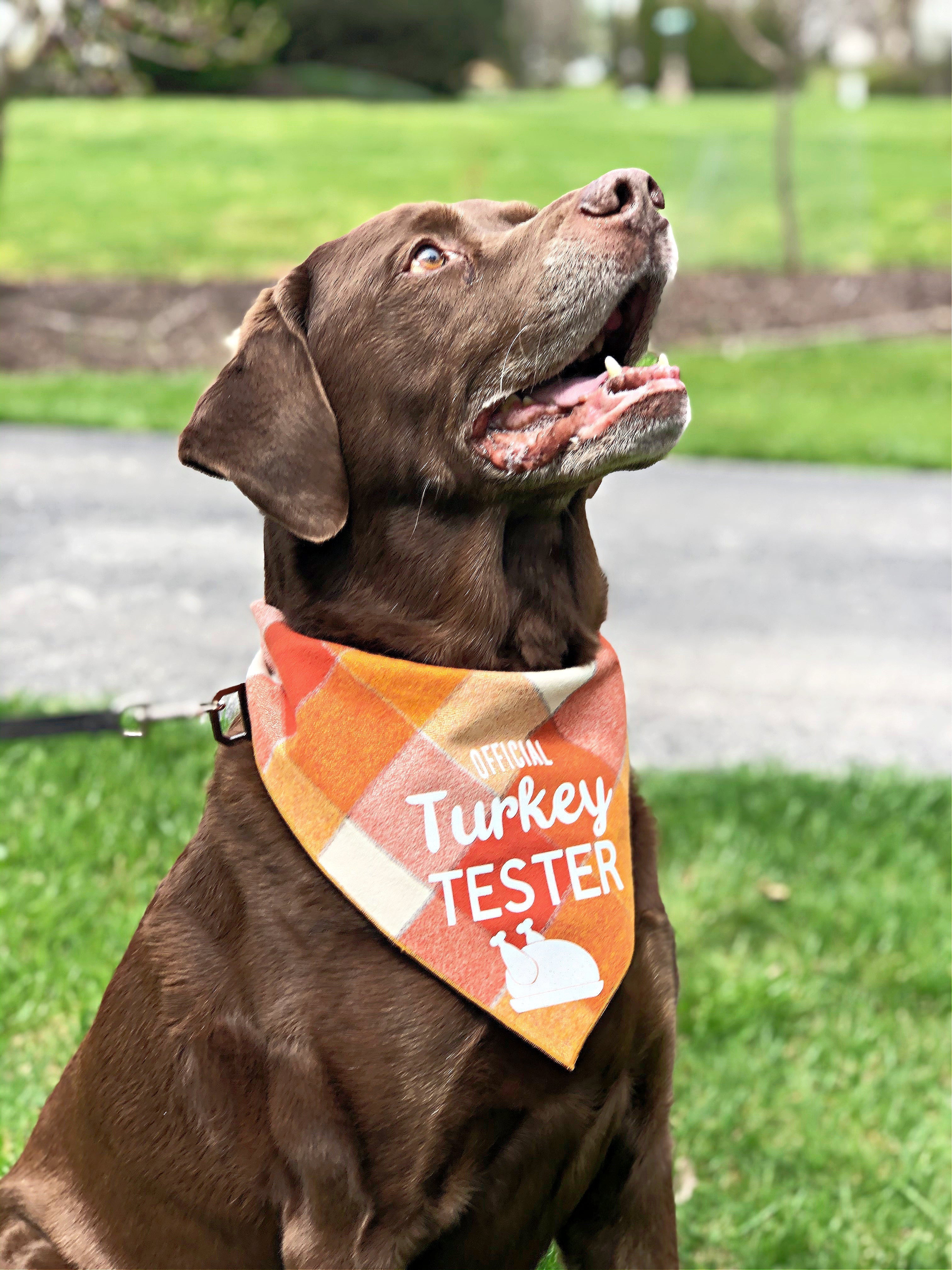 Official Turkey Tester Luxe Flannel Dog Bandana