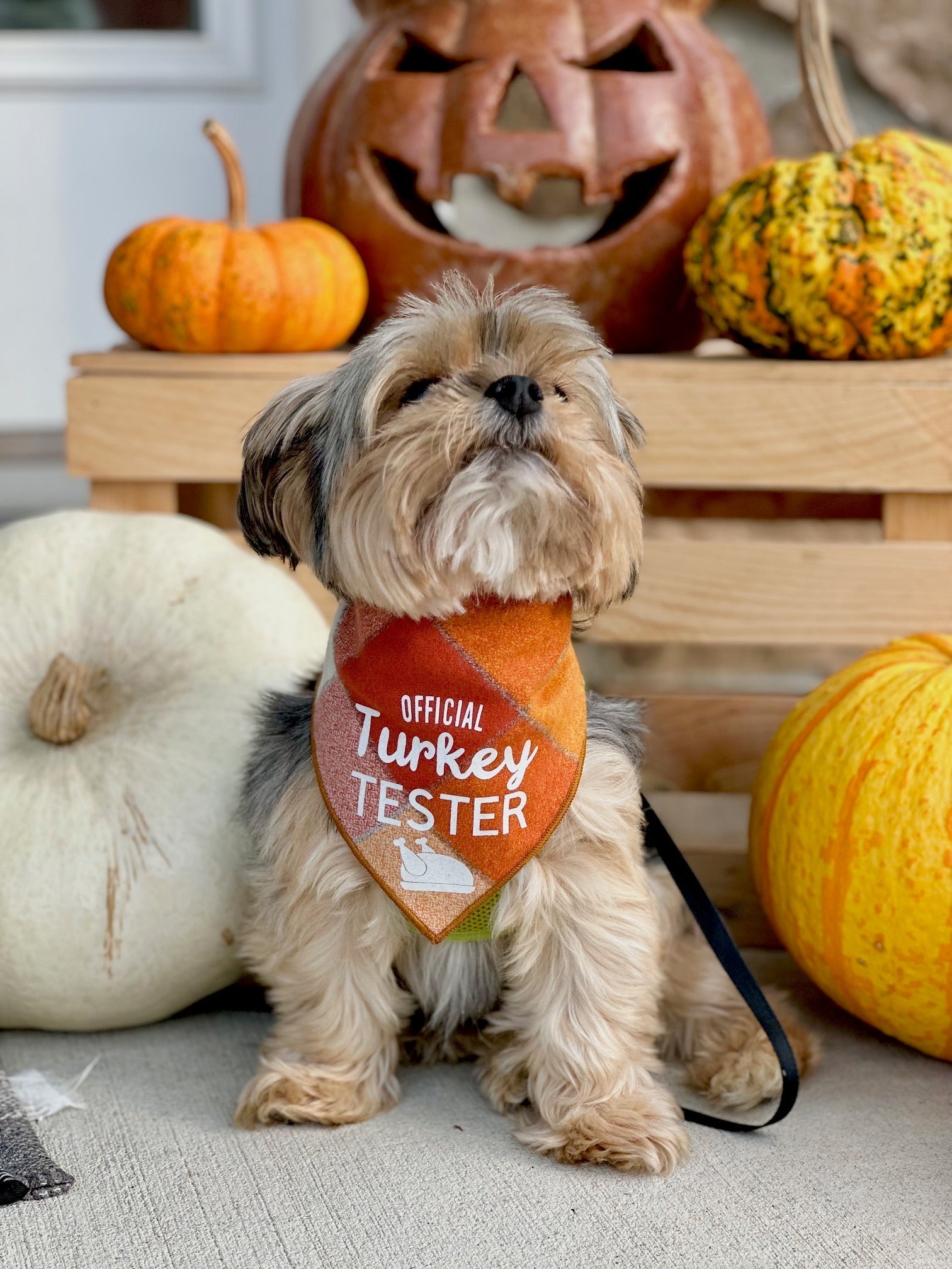 Official Turkey Tester Luxe Flannel Dog Bandana