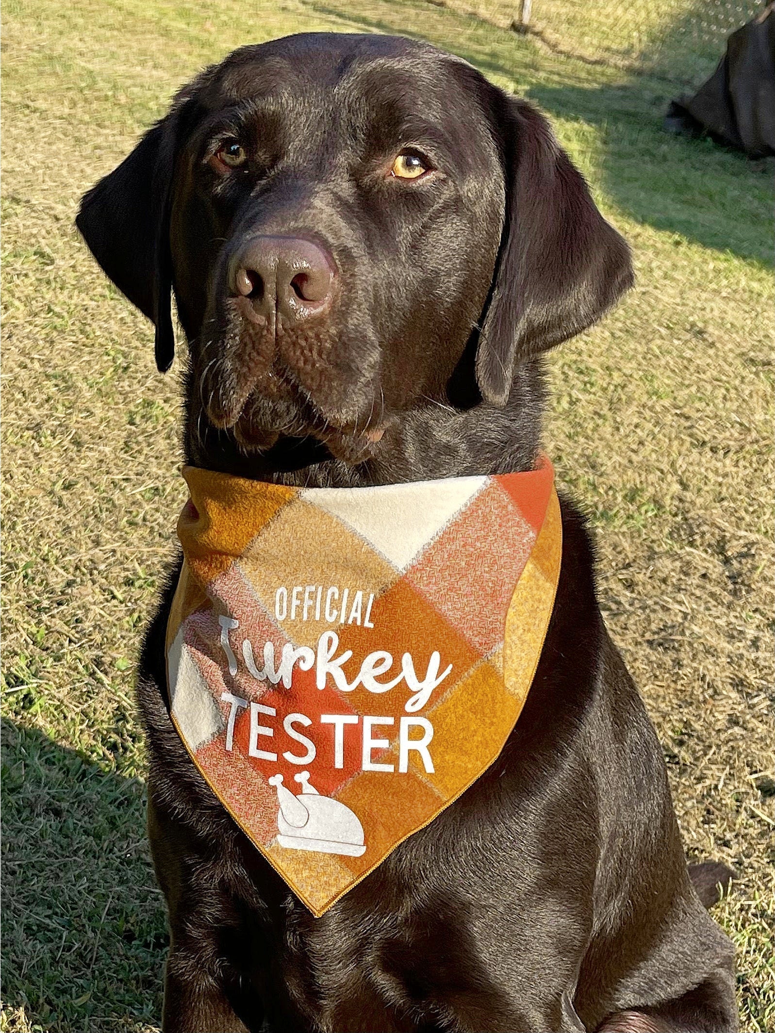 Official Turkey Tester Luxe Flannel Dog Bandana