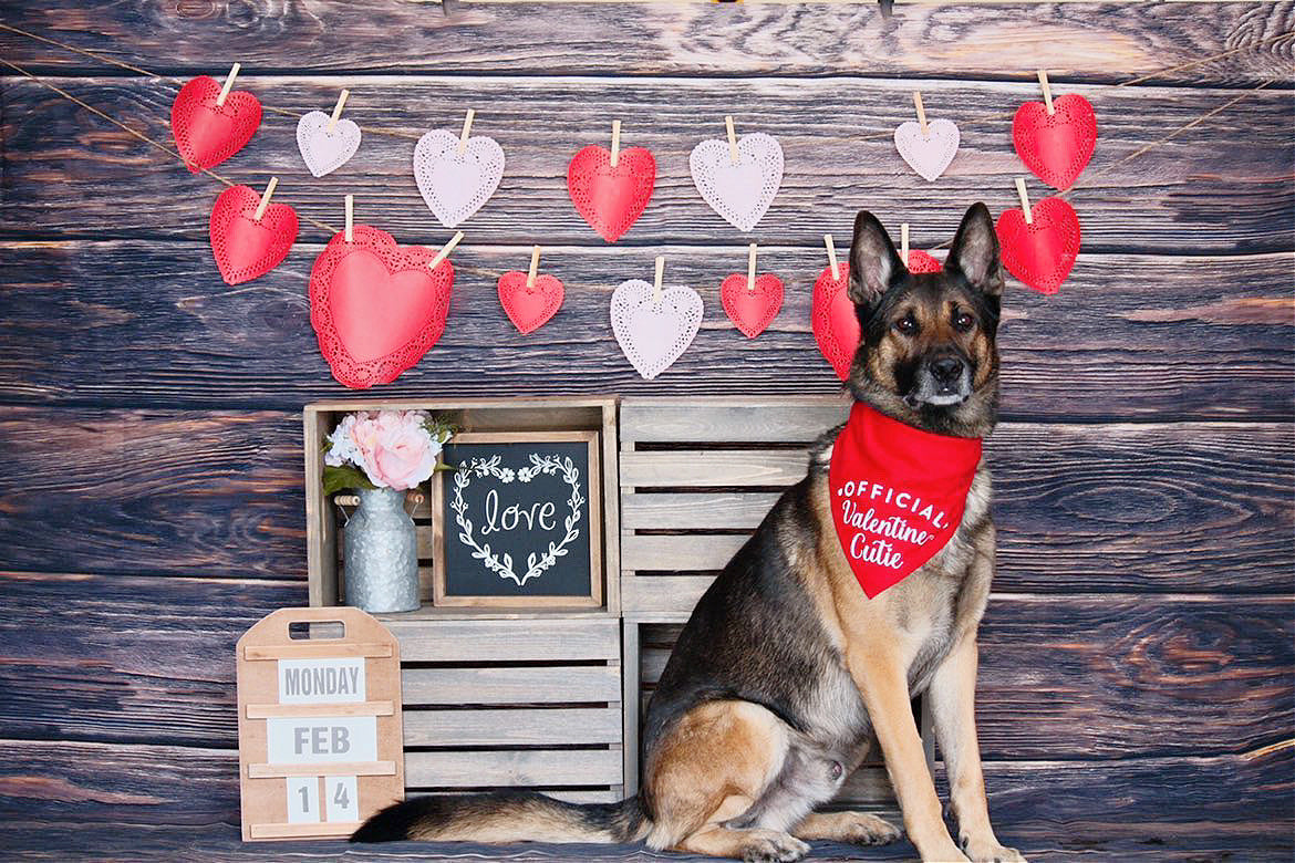 Official Valentine Cutie Red HT Animal Supply