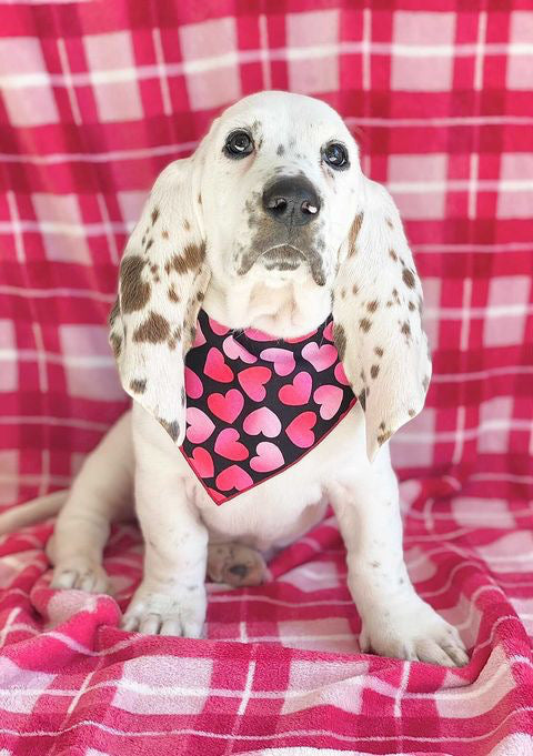 Ombre Hearts Valentine Bandana